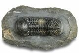 Multi-Toned Austerops Trilobite - Visible Eye Facets #255585-3